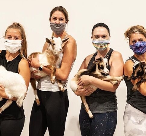 goat yoga